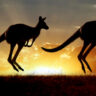 Kangaroos jumping in front of a vibrant sunset symbolizing agility and dynamic decision-making, representing AV empowering Australian family offices to make better investment decisions
